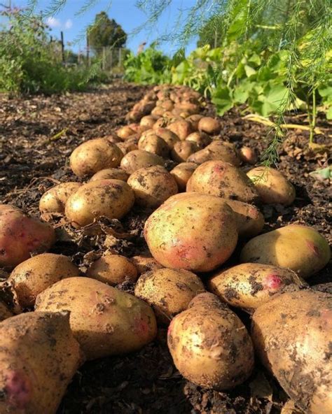 Potato Farming Business Plan